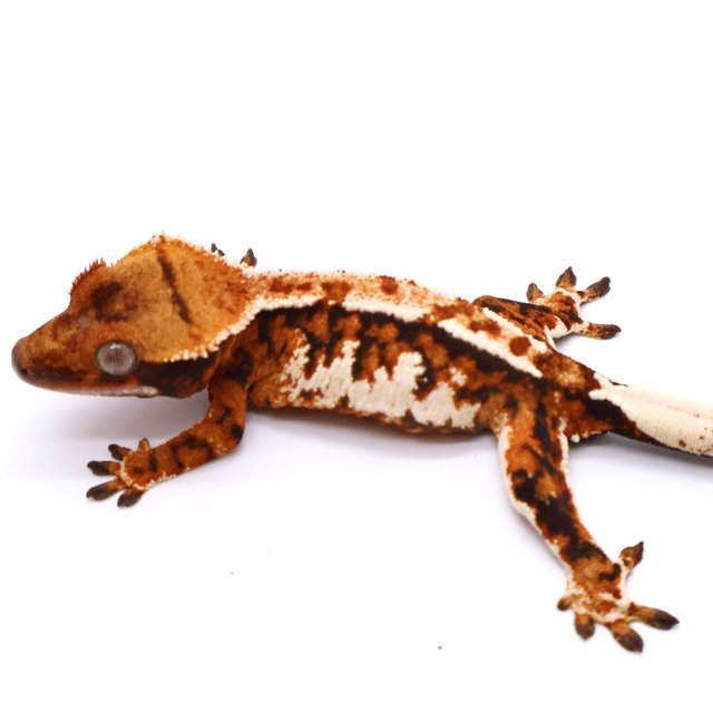 White Spot White Pin Drippy Tangerine Tri White