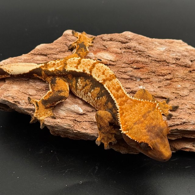 Tri White Spot White Pin White