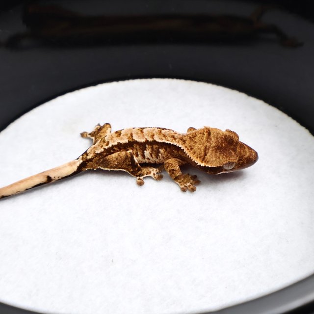 Tri Drippy White Pin White Spot Tangerine White