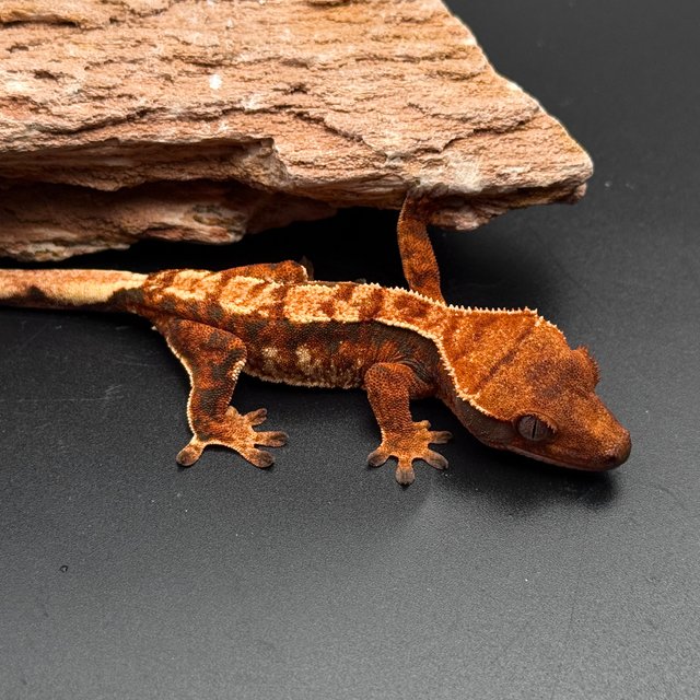 Tri White Spot White Pin Tangerine White