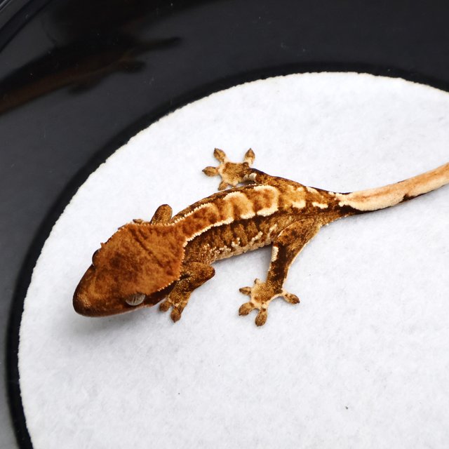 Tri Drippy White Spot White Pin White