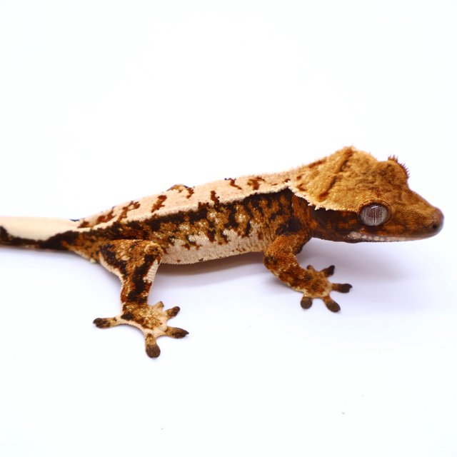 Tri Tangerine