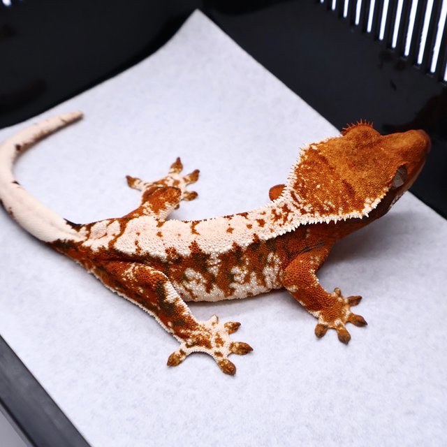 Tri Tangerine White