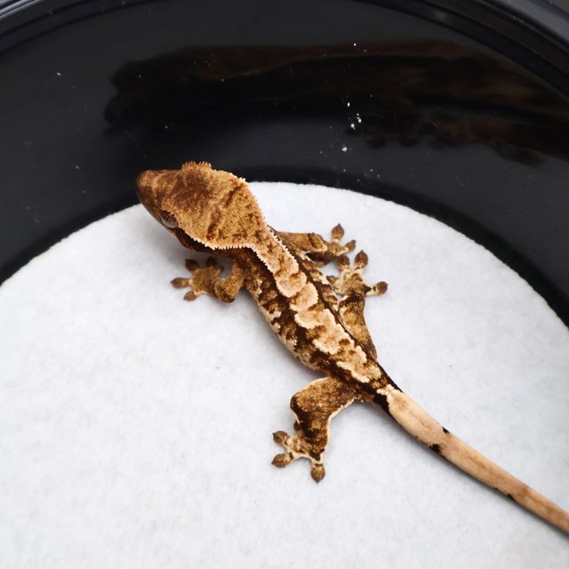 Tri Drippy White Pin White Spot Tangerine White