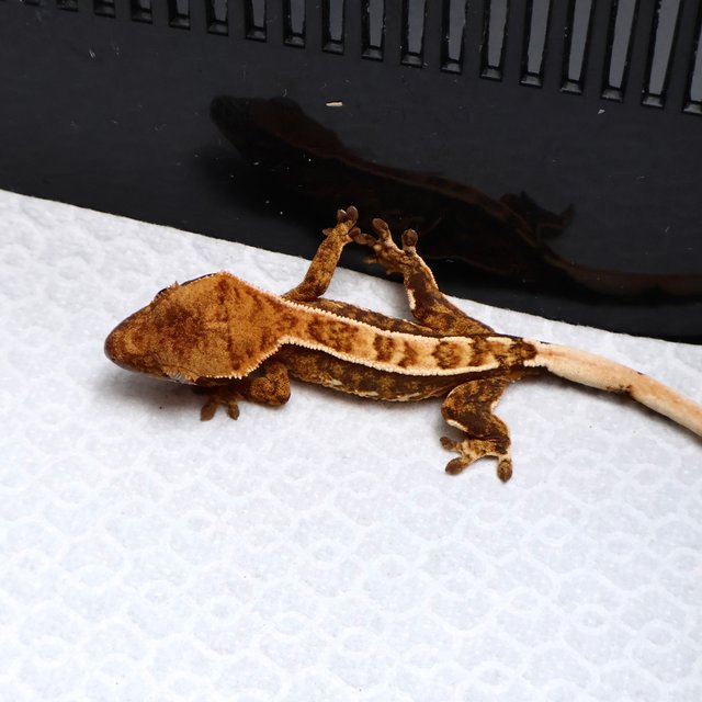 Tri Drippy White Spot White Pin Tangerine White