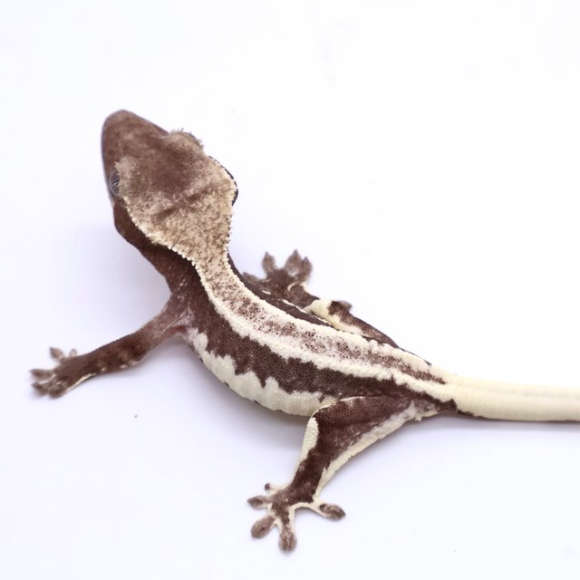 Lilly Axanthic Drippy Full Pinstripe White Spot White Pin Black