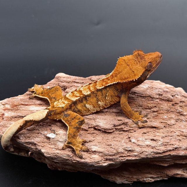 Tri Extreme Harlequin White Pin White Spot Drippy White