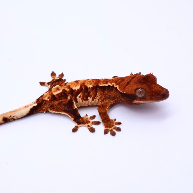 Tri Drippy White Spot White Pin Tangerine White