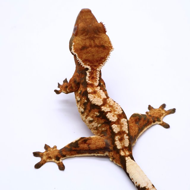 Tri Tangerine White