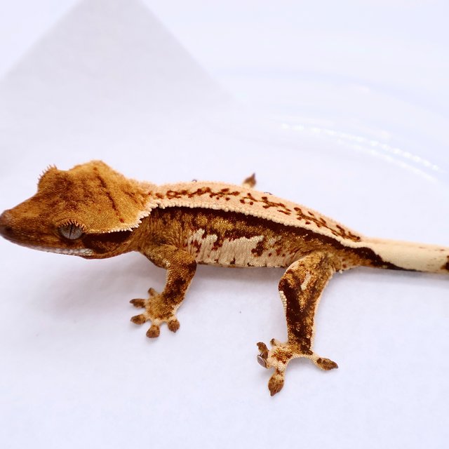 Tri White