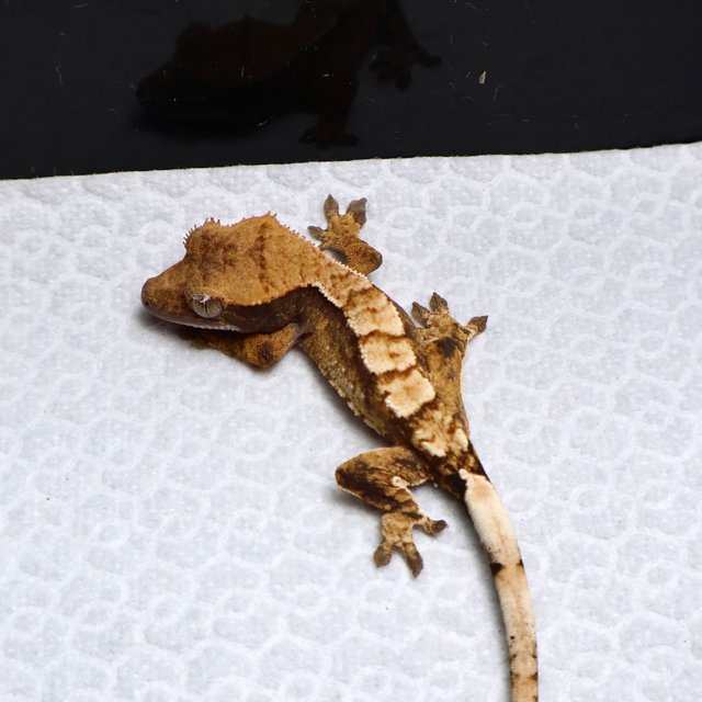 Tri Drippy White Spot White Pin White