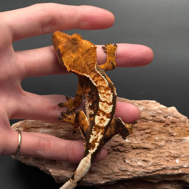 Tri White Spot White Pin Black Tangerine White