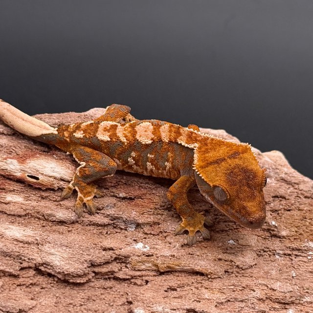 Tri Drippy Extreme Harlequin White Spot White Pin Tangerine