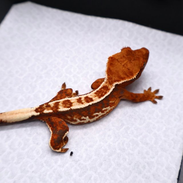 트라이 화이트크라운 화이트핀 텐저린 화이트