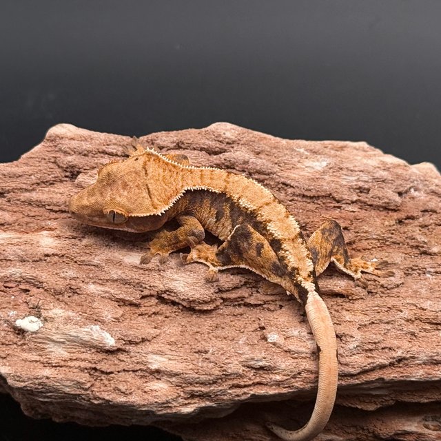 Tri Drippy White Pin White White Spot