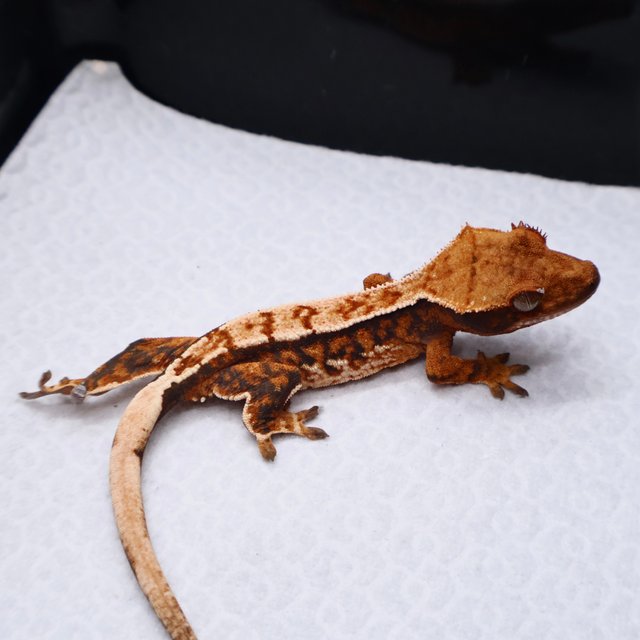 트라이 텐저린 화이트