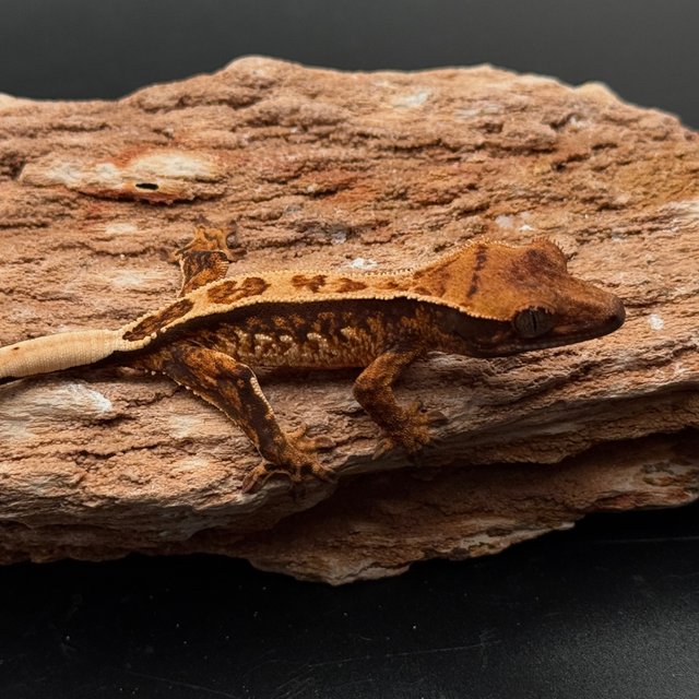 Tri White Spot White Pin Black White Full Pinstripe