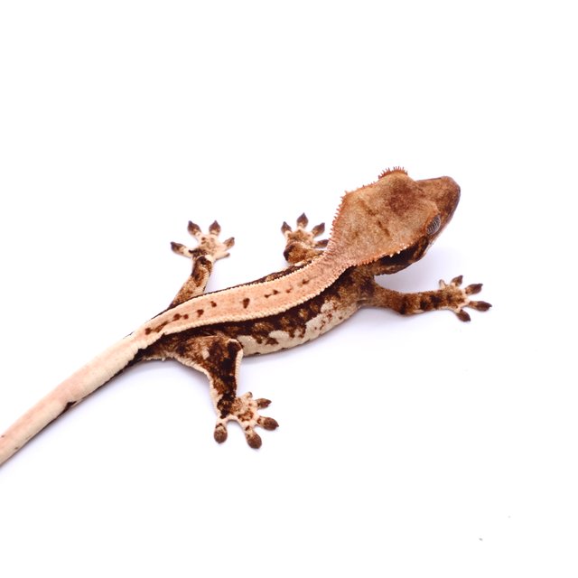 Tri White Pin White Crown Tangerine White Full Pinstripe