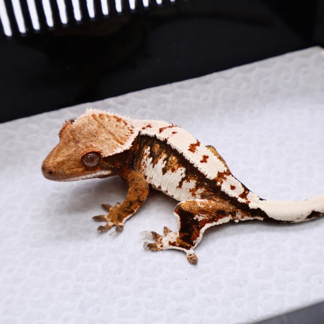 트라이 텐저린 화이트