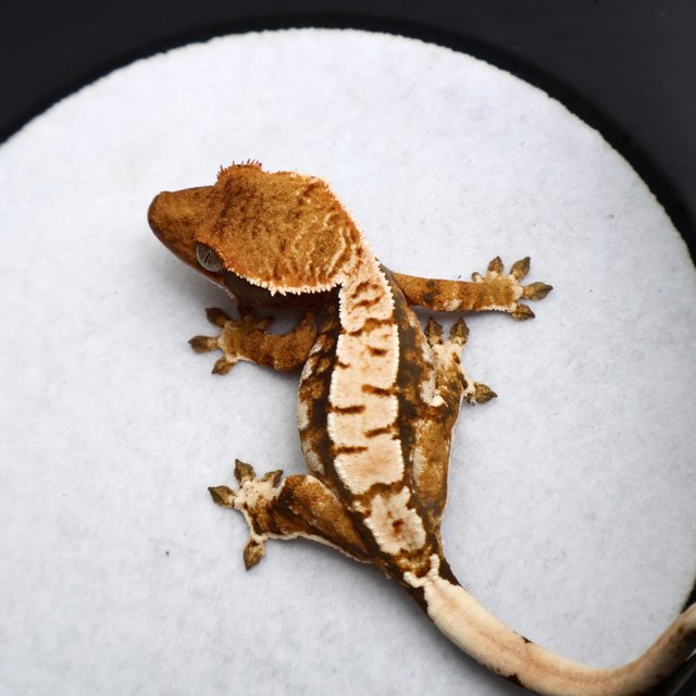 Tri Drippy White Spot White Pin Black White