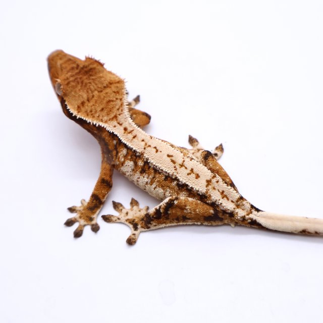 Tri Drippy White Spot White Pin White