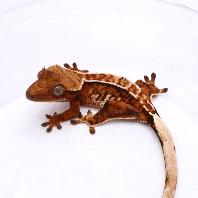 Tri Tangerine White