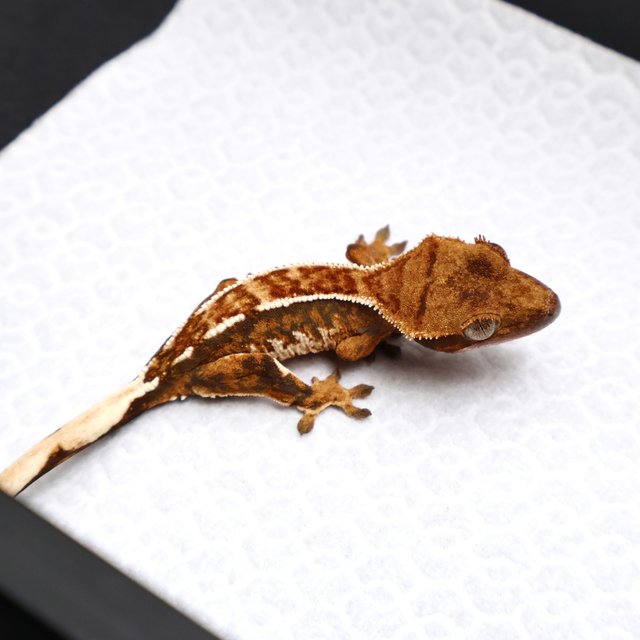 Tri Drippy White Spot White Pin Tangerine White