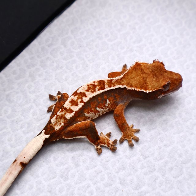 트라이 화이트크라운 화이트핀 텐저린 화이트