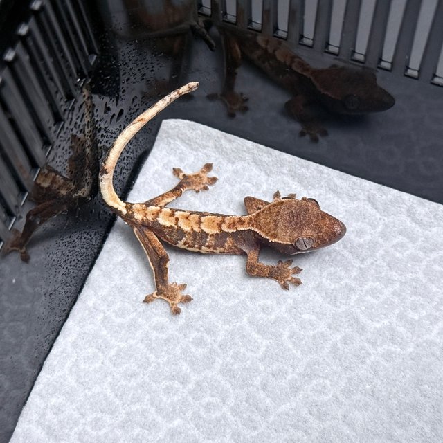 Tri Drippy White Spot White Pin Tangerine White