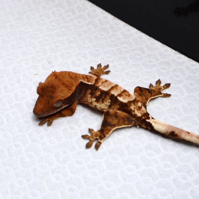 Drippy White White Pin White Spot Tri Tangerine