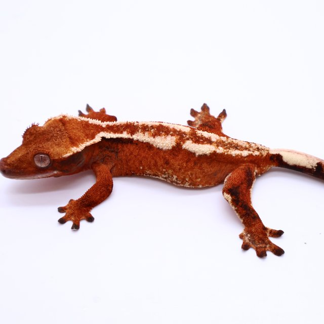 Tri Drippy White Spot White Pin Tangerine White