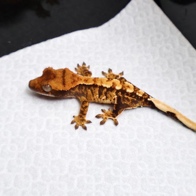 Tri Drippy White Spot White Pin Tangerine White