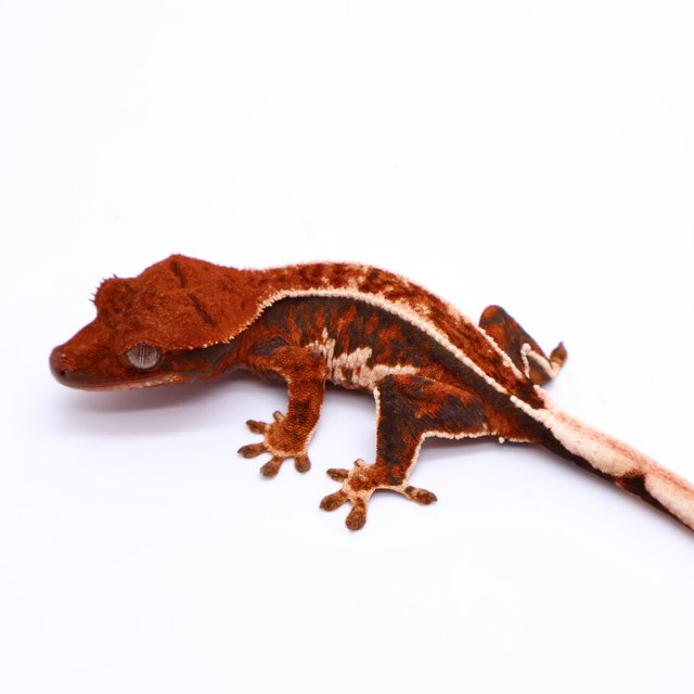 Tri Pinstripe White Spot Tangerine White