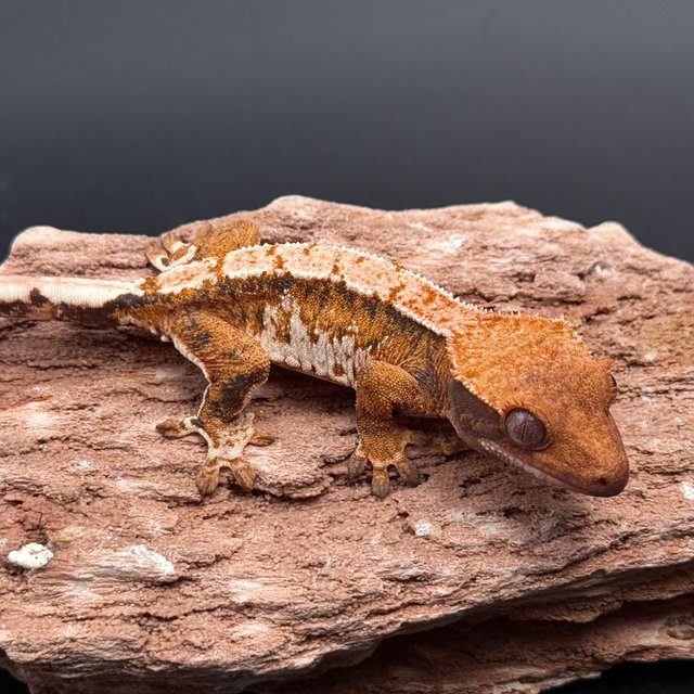 Tri Extreme Harlequin White Spot White Pin Tangerine White