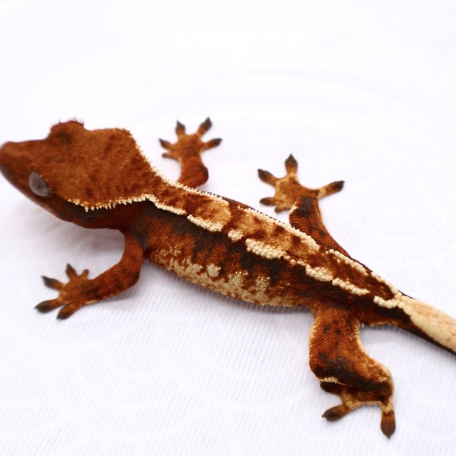 Tri Tangerine White