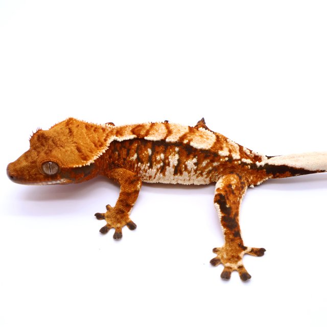 Tri Tangerine