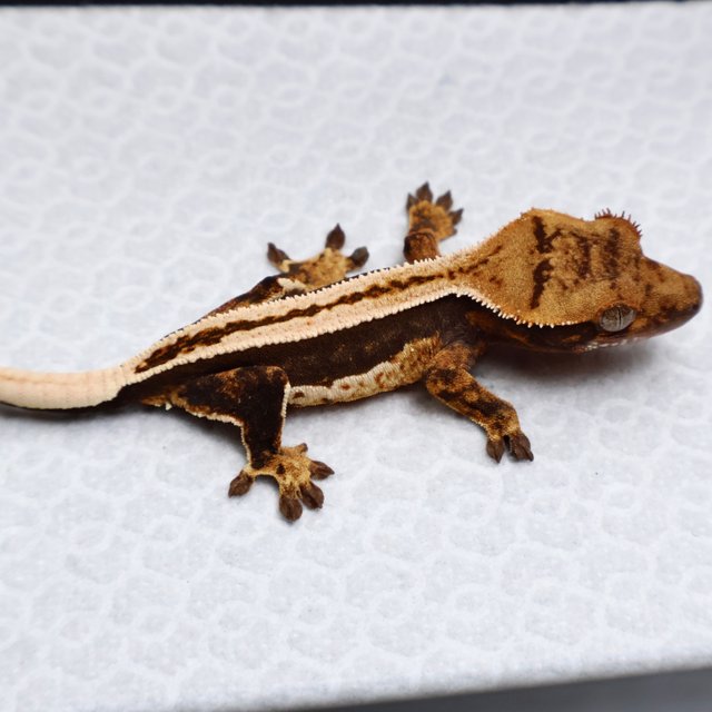 Full Pinstripe Empty Back Super Stripe Pinstripe White Black