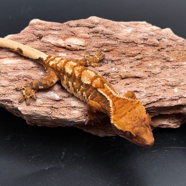 Tri Extreme Harlequin White Spot White Pin Tangerine White