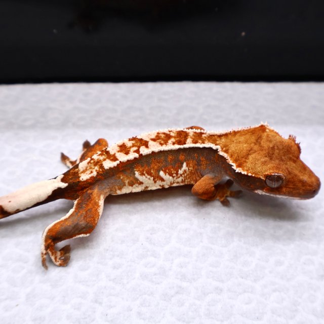 트라이 화이트크라운 화이트핀 텐저린 화이트