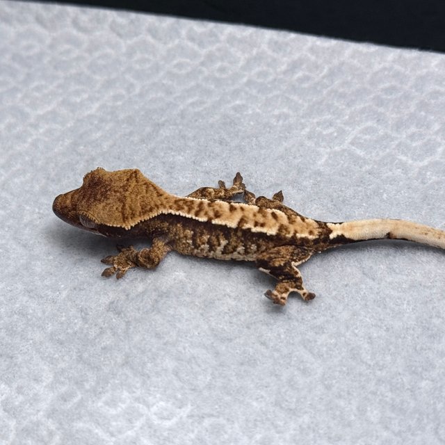 Tri Drippy White Spot White Pin Tangerine White