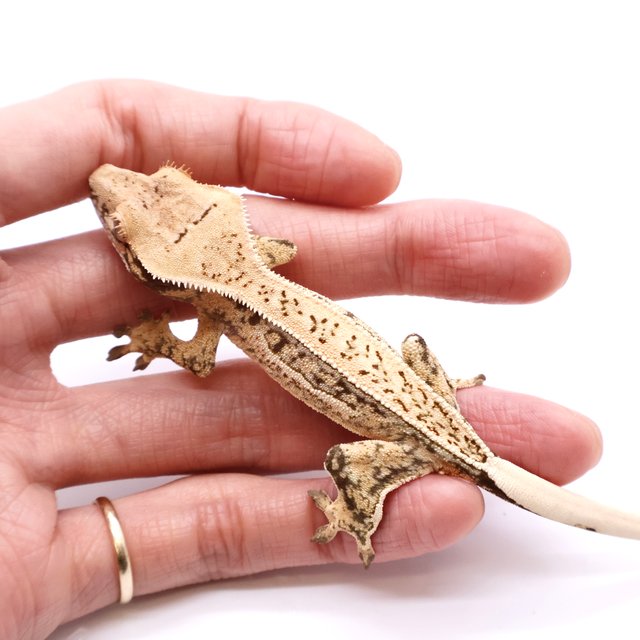 White Drippy White Spot White Pin Tri