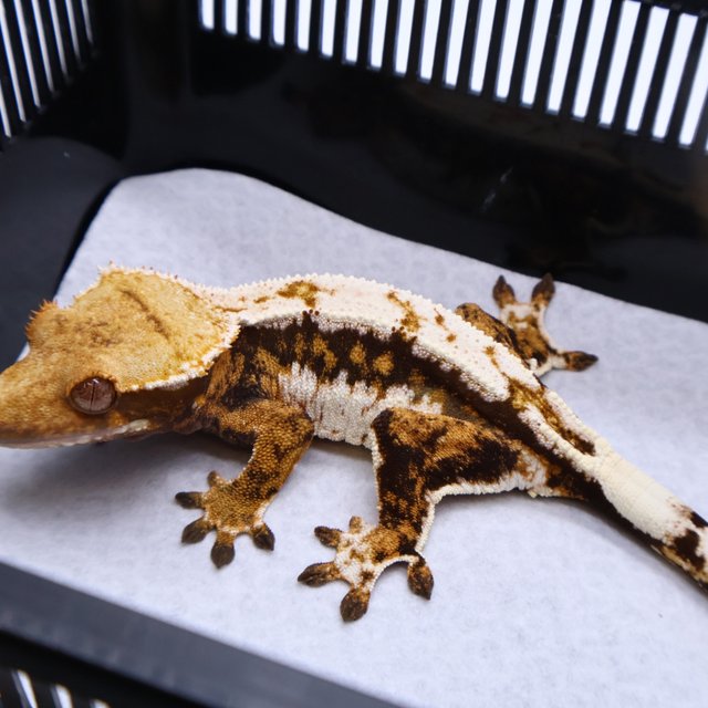Tri Tangerine White