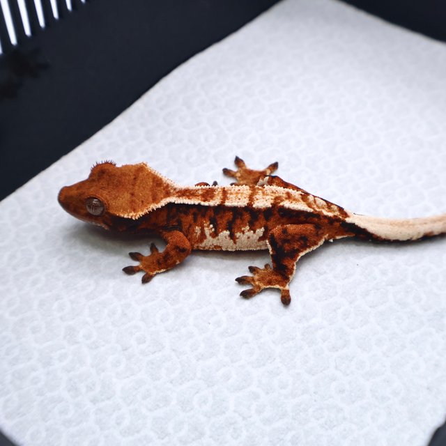 트라이 텐저린 화이트