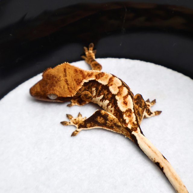 Tri Drippy White Spot White Pin Tangerine White