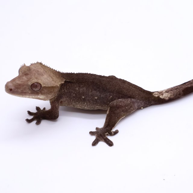 Axanthic Buckskin Black