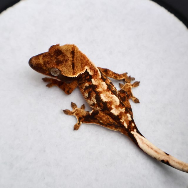 White Pin Tri Tangerine White Spot Drippy White