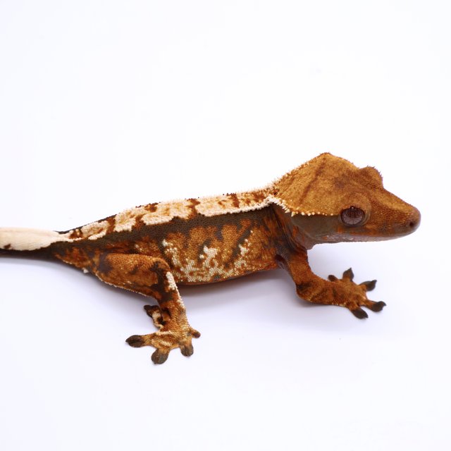 Tri Tangerine White