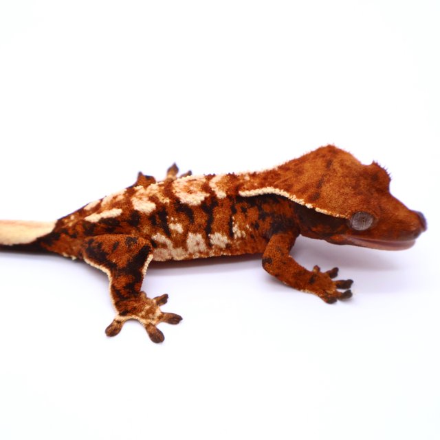 Tri Tangerine