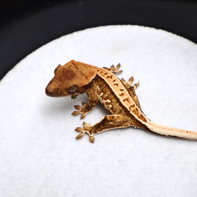 Tri Full Pinstripe Pinstripe White Spot White Pin White