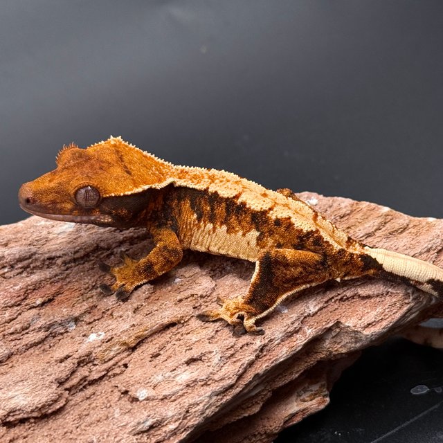 Tri Drippy Extreme Harlequin White Spot White Pin Tangerine